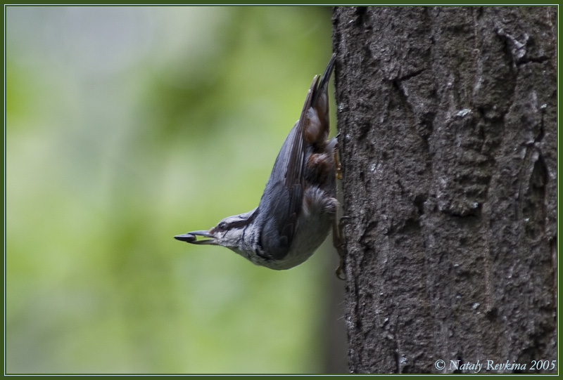 photo "Sitta europaea" tags: nature, 