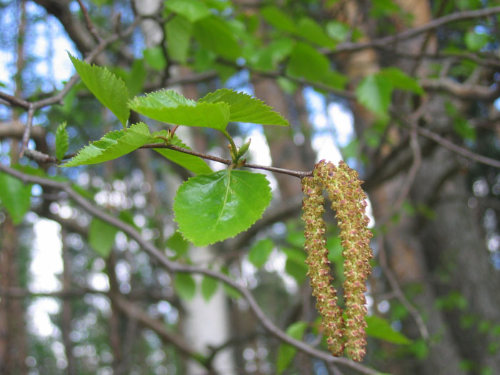 photo "Birch ear rings" tags: nature, macro and close-up, flowers