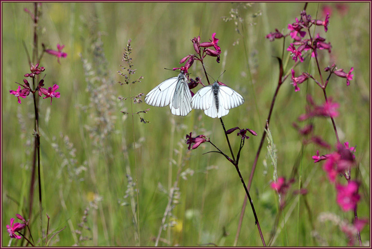 photo "The Summers photo" tags: nature, flowers