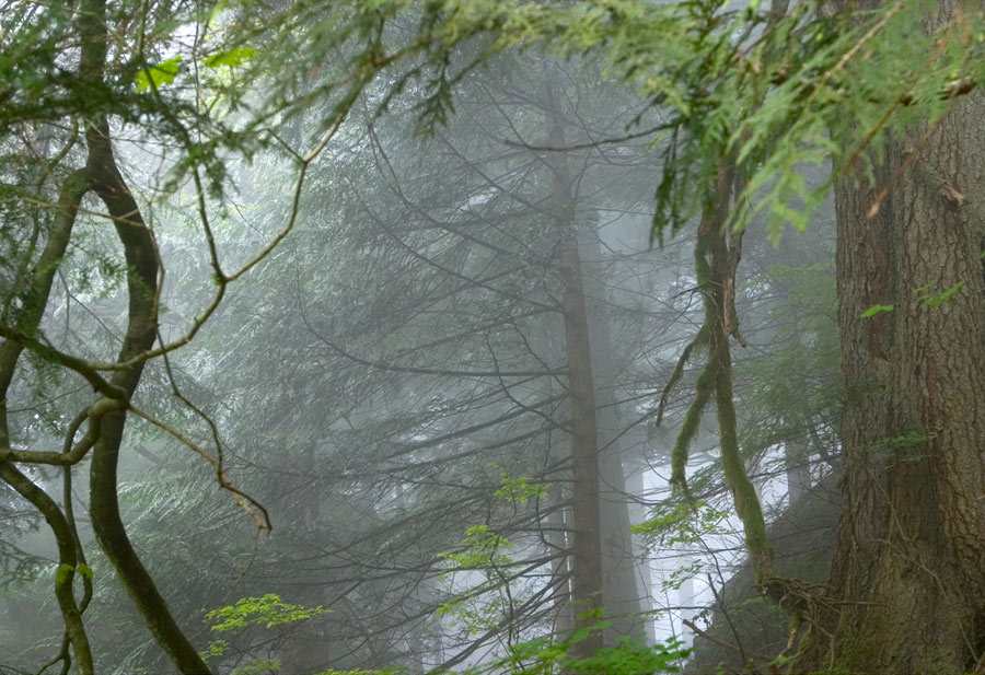 photo "Lost in the Forest" tags: landscape, forest