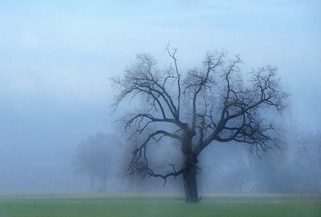 photo "Winter Tree" tags: landscape, winter