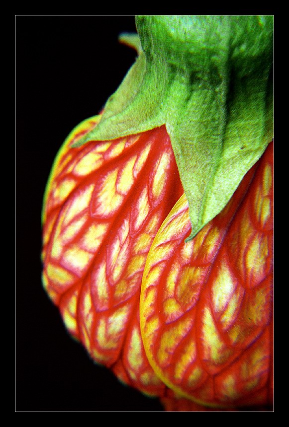 photo "Veins" tags: nature, macro and close-up, flowers