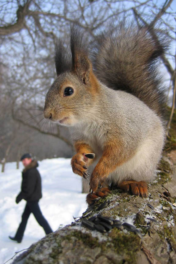 фото "Ой,... кто идет?" метки: природа, дикие животные