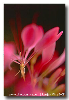 фото "Dancing pink" метки: природа, макро и крупный план, цветы
