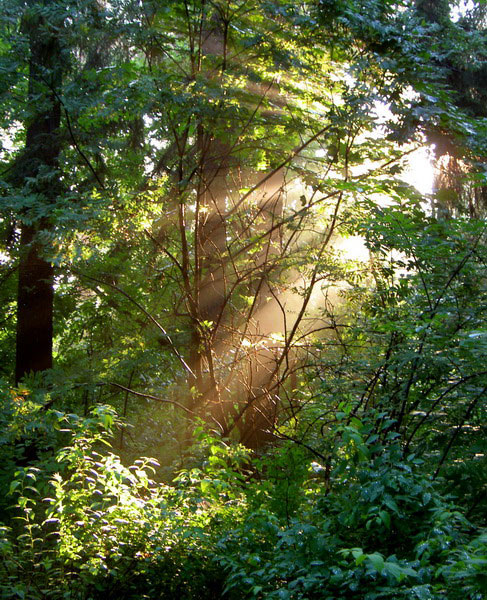 фото "Лесное утро" метки: пейзаж, закат, лес