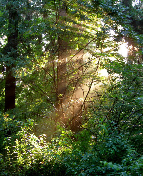 photo "Wood morning" tags: landscape, forest, sunset