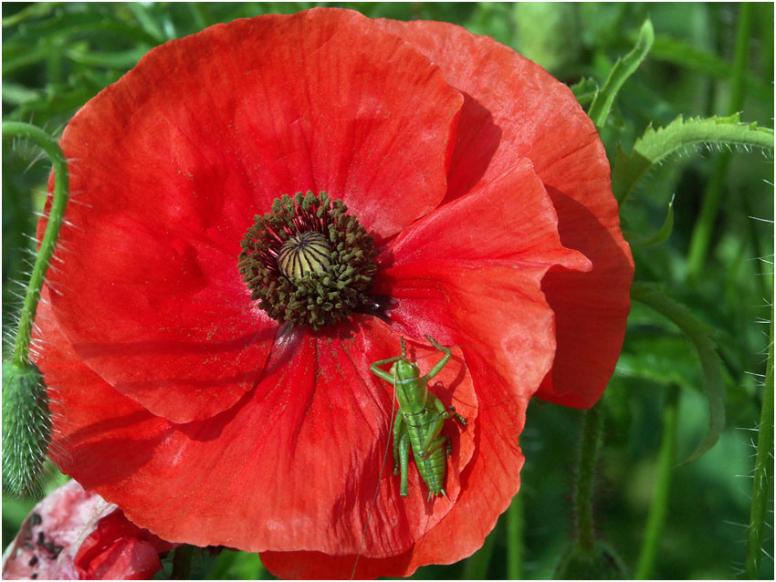 photo "Has inhaled aroma of a poppy... Has become green.." tags: nature, flowers, insect