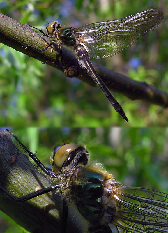 photo "Ah what beautiful dragonfly!" tags: macro and close-up, 