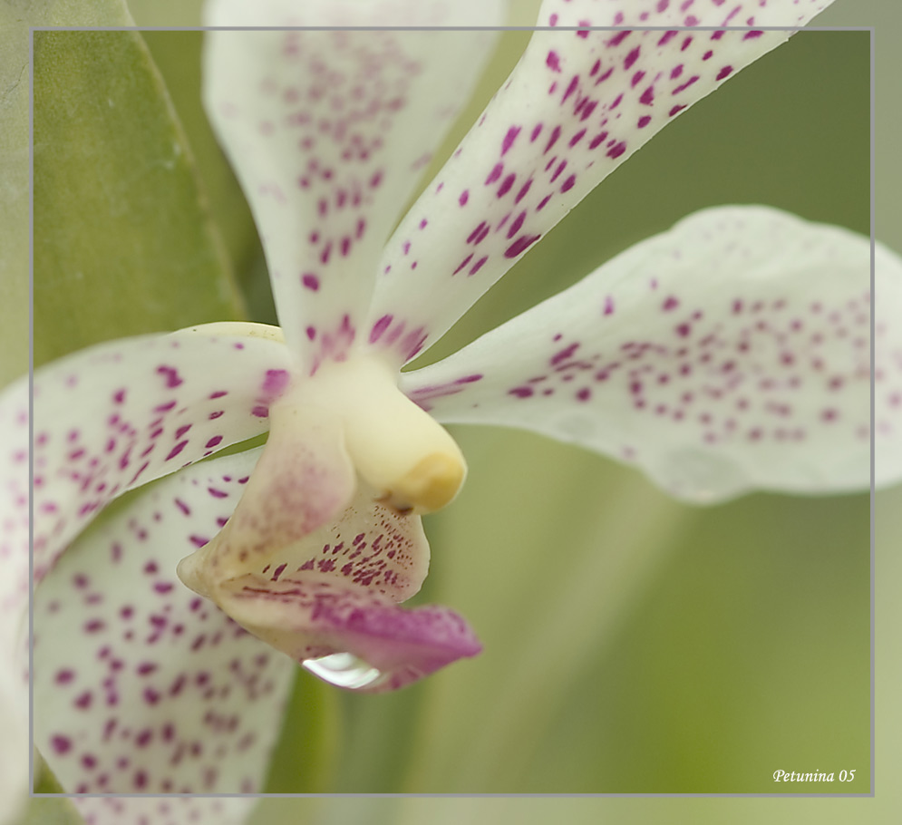 photo "Speckled" tags: nature, macro and close-up, flowers