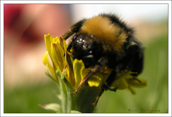 photo "Master at work" tags: nature, macro and close-up, insect