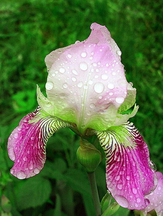 photo "Iris in the rain" tags: nature, macro and close-up, flowers