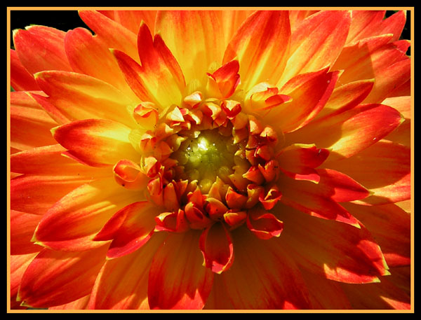 фото "Солнышко" метки: макро и крупный план, природа, цветы