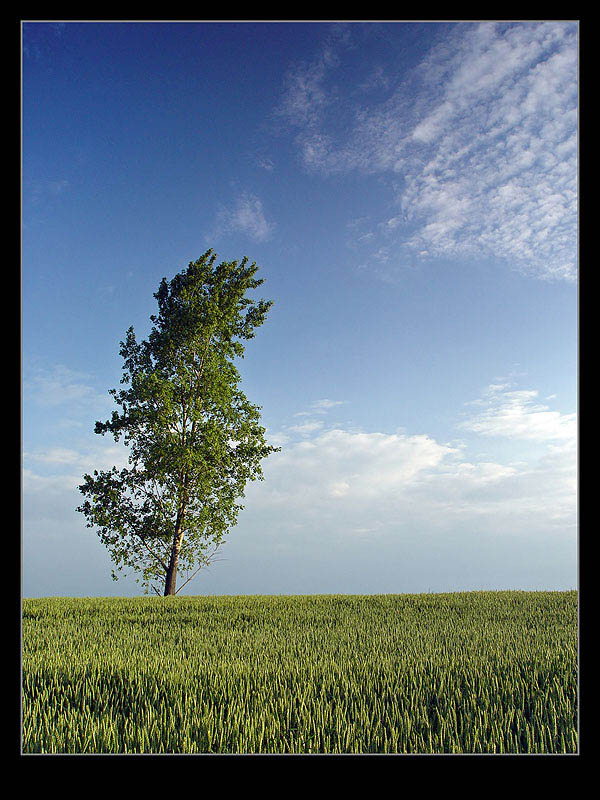 photo "Tree" tags: landscape, spring