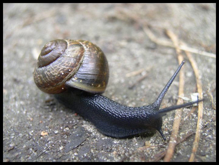 photo "Snail" tags: nature, insect