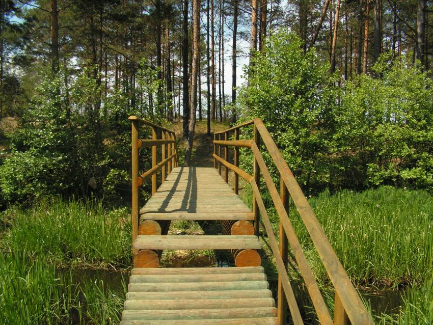 photo "Look into the tunnel" tags: abstract, landscape, forest