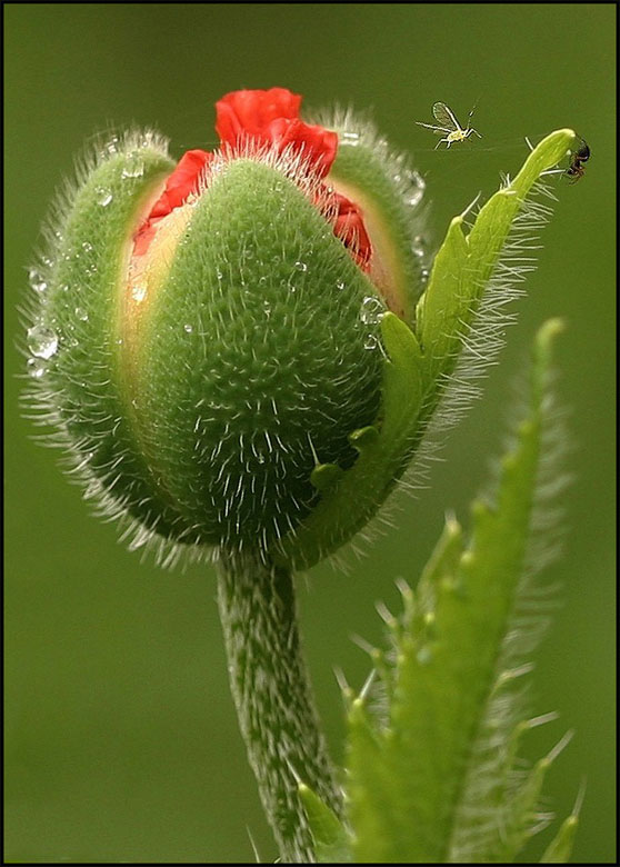 photo "Papaver and others :)" tags: macro and close-up, nature, flowers