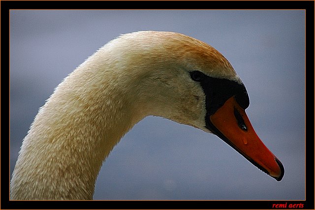 photo "swan" tags: nature, pets/farm animals