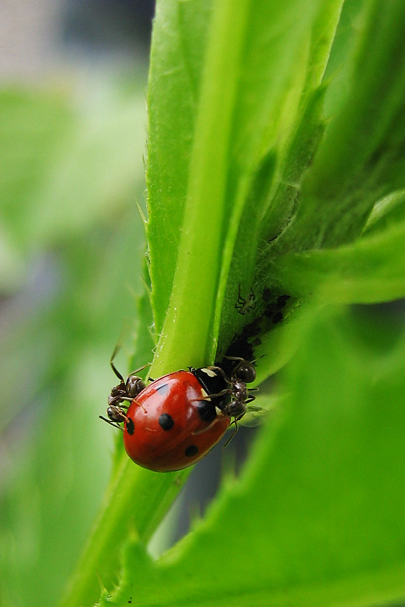 photo "Grassy jungle" tags: nature, insect