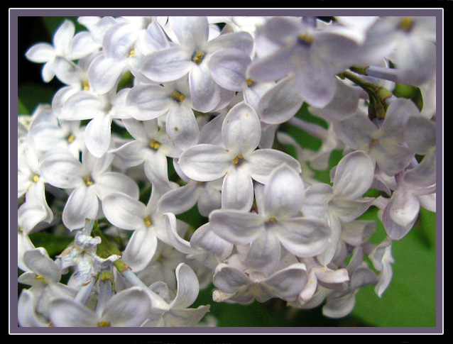 photo "lilac" tags: macro and close-up, 