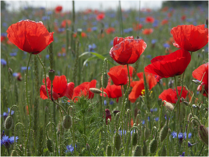 photo "Poppies field" tags: nature, flowers