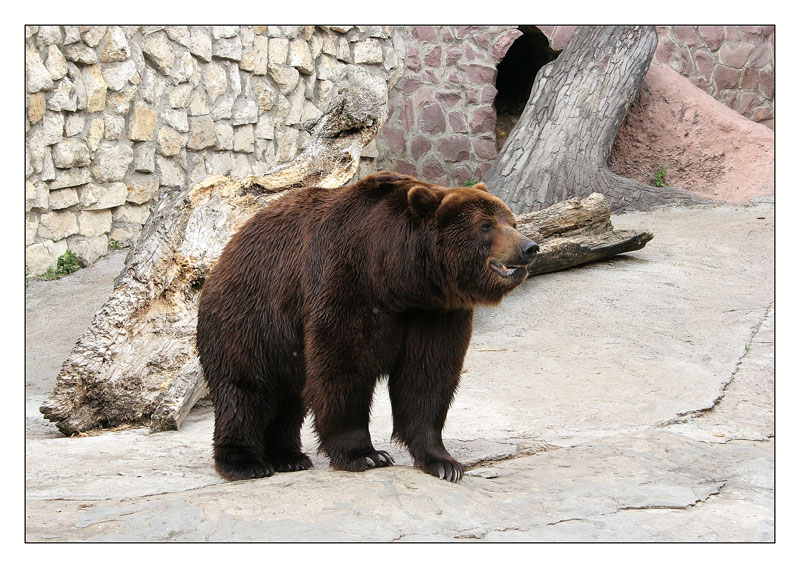 фото "Бурый медведь" метки: природа, дикие животные