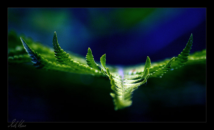 photo "Bend" tags: nature, macro and close-up, flowers