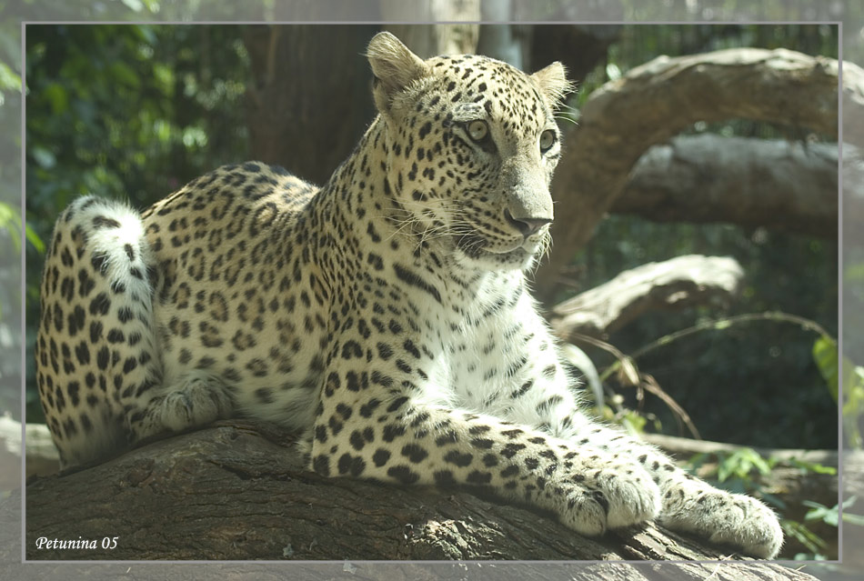 фото "Leopard" метки: природа, дикие животные