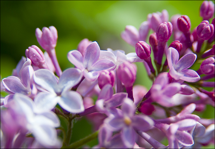 photo "Lilac" tags: nature, macro and close-up, flowers