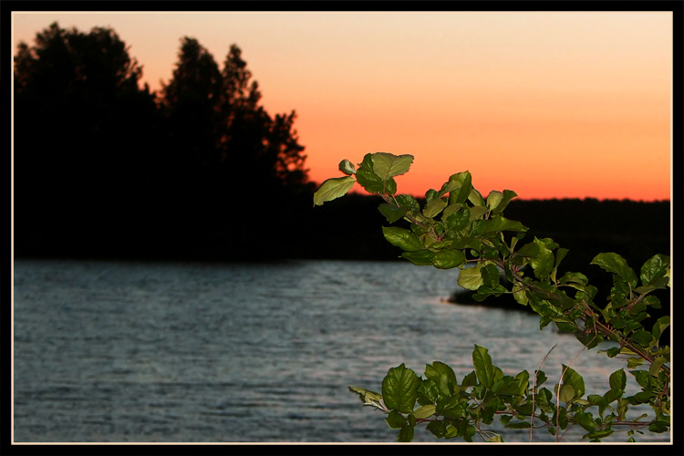 photo "Twig" tags: landscape, sunset