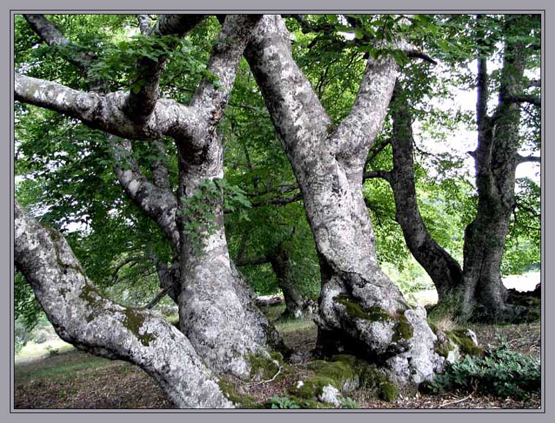 фото ""Ах вы, рощи мои, дерева!.."" метки: пейзаж, лес, лето