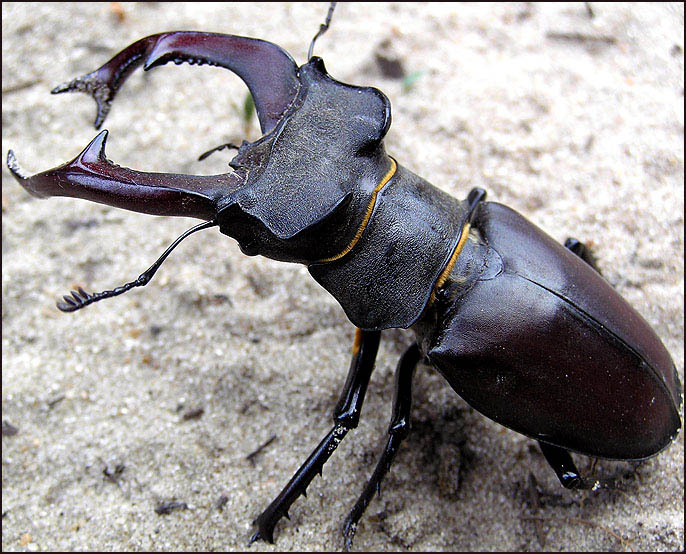 фото "Жук "рогоносец"" метки: макро и крупный план, природа, насекомое