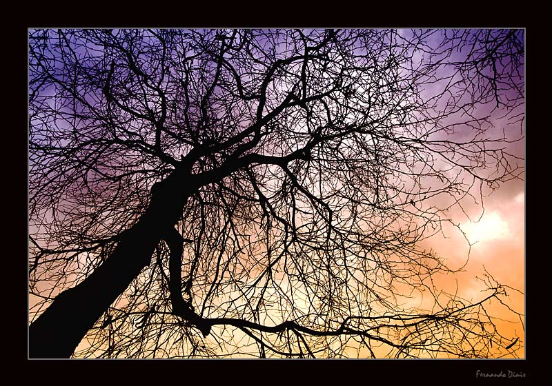 фото "Simple tree" метки: пейзаж, закат, лес
