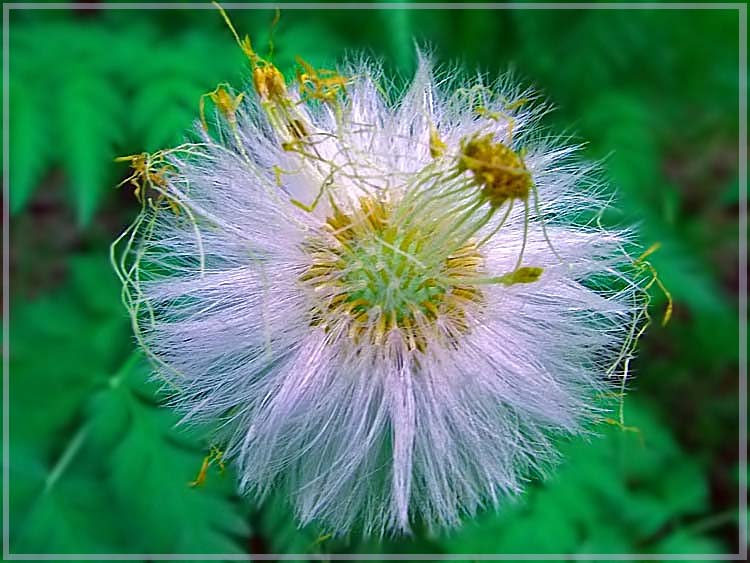 photo "The Old Dandelion" tags: nature, flowers