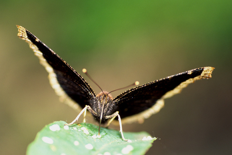 фото "Morning Cloak Butterfly" метки: природа, насекомое