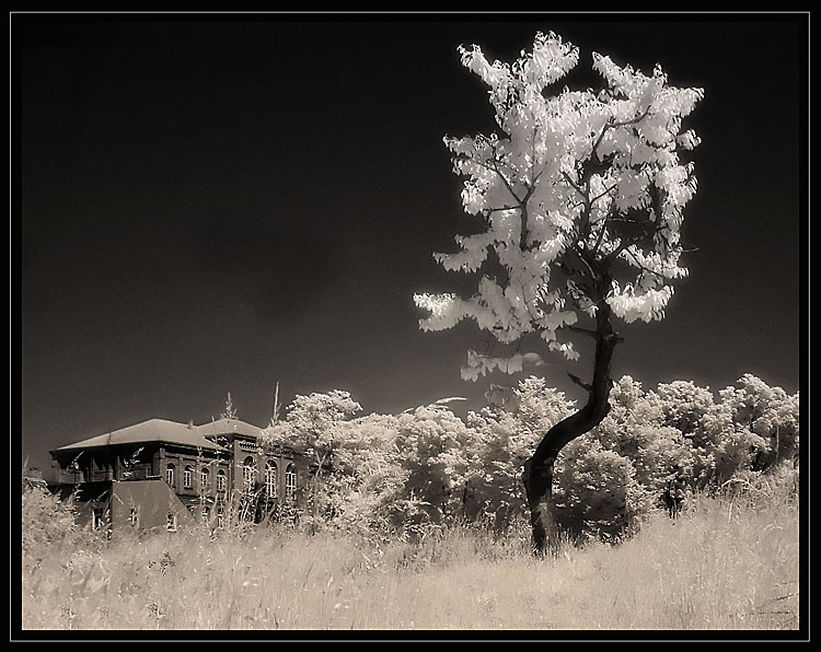 photo "the silver tree" tags: landscape, 