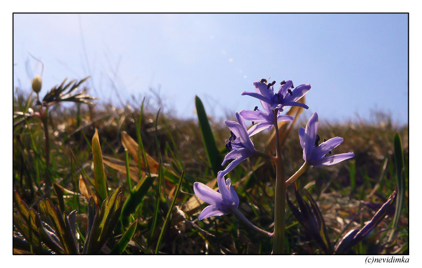 фото "blues 2" метки: природа, макро и крупный план, цветы