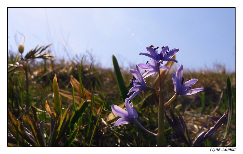 photo "blues 2" tags: nature, macro and close-up, flowers