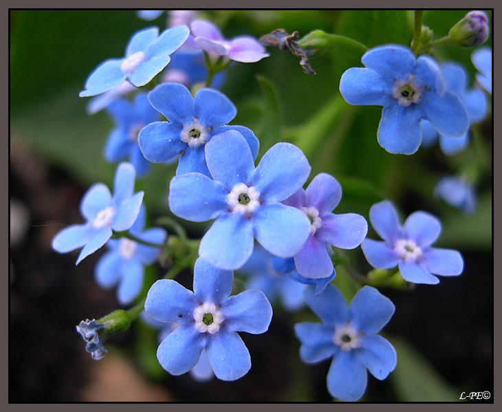 photo "Forget-me-nots" tags: nature, flowers