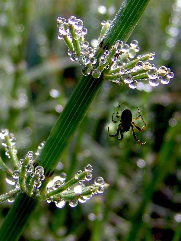 photo "Morning meets us a cool..." tags: nature, macro and close-up, 