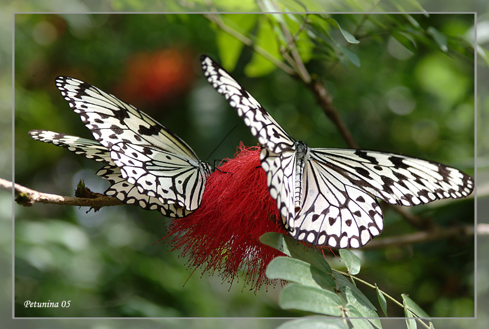 photo "A couple" tags: nature, macro and close-up, insect