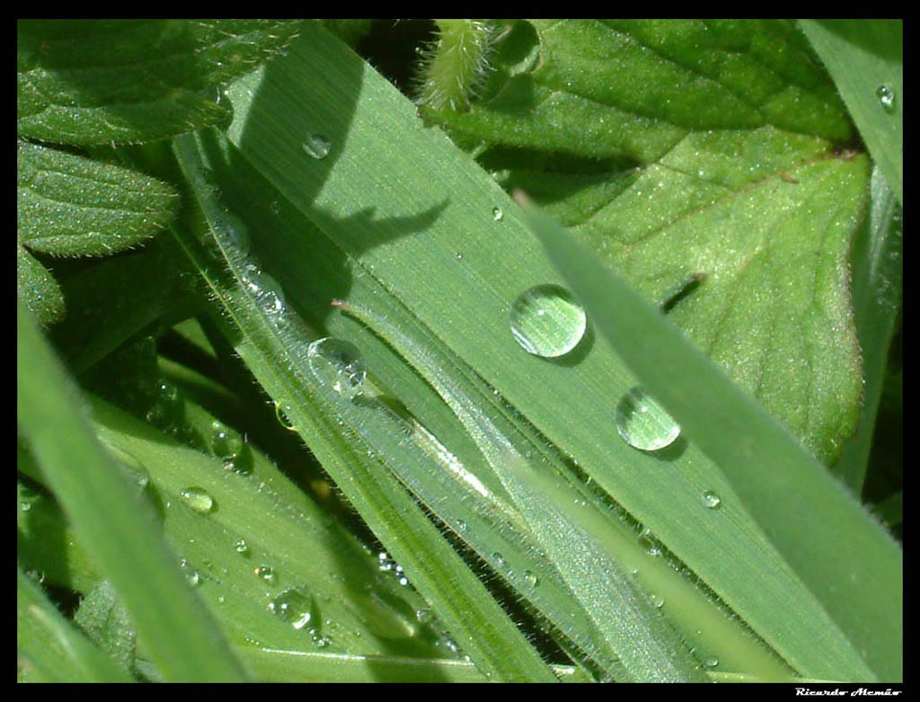 photo "- rain drops -" tags: misc., 