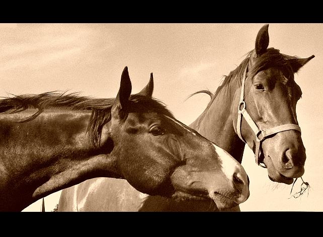 фото "horsehead" метки: природа, репортаж, домашние животные