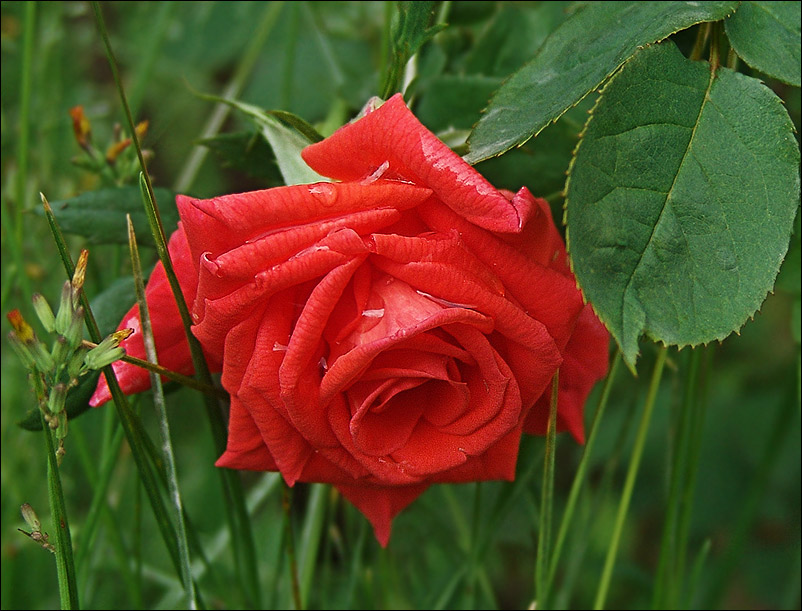 photo "after rain" tags: macro and close-up, nature, flowers