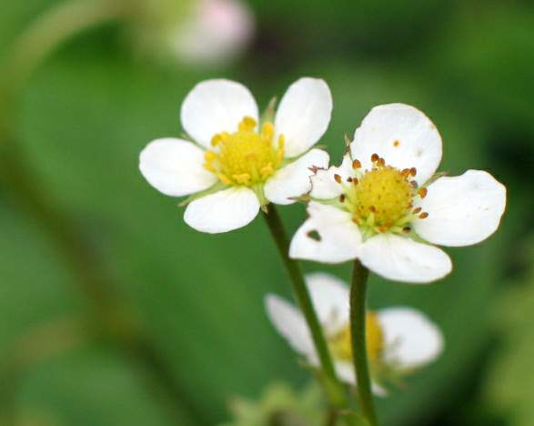 photo "The wild strawberry blossoms" tags: nature, macro and close-up, flowers
