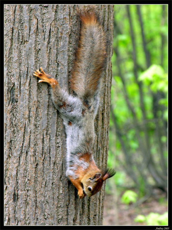 photo "Dinner a head downwards" tags: nature, wild animals