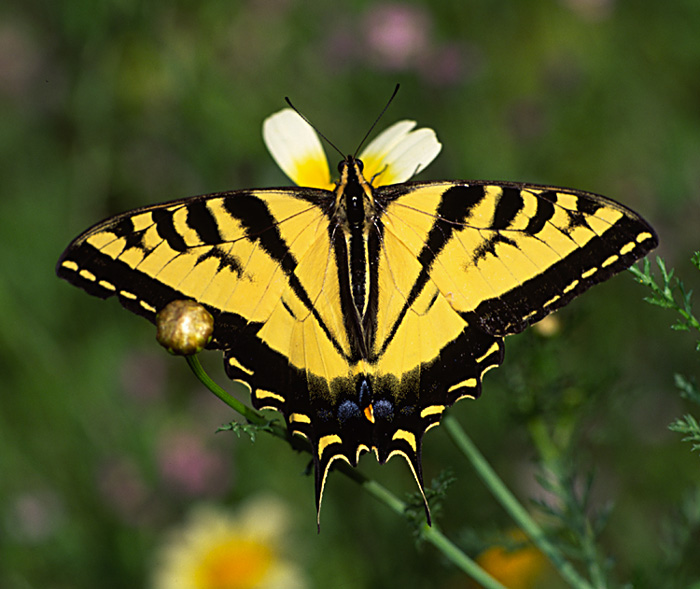 photo "California Tiger" tags: nature, insect