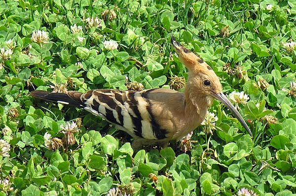 photo "Bird" tags: nature, wild animals