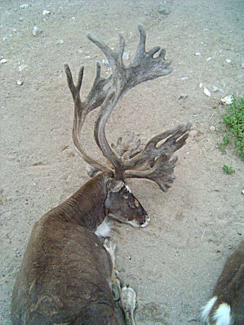 photo "Reindeer" tags: nature, wild animals