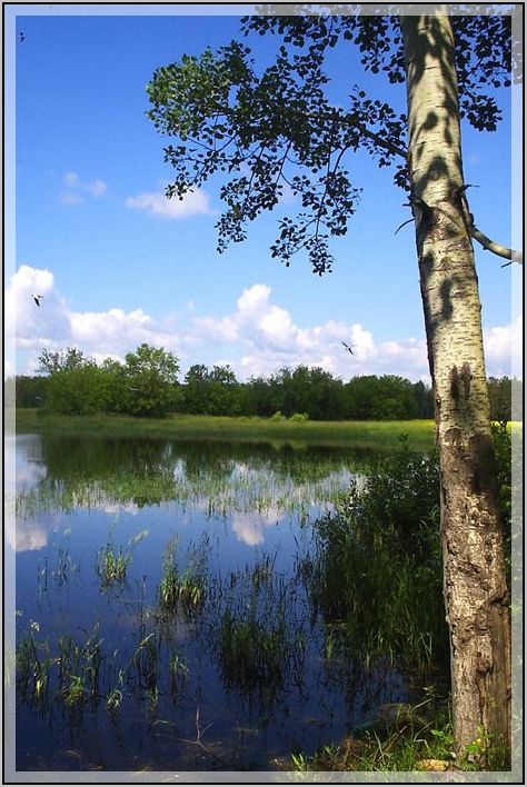 фото "Тишина" метки: пейзаж, вода, лес