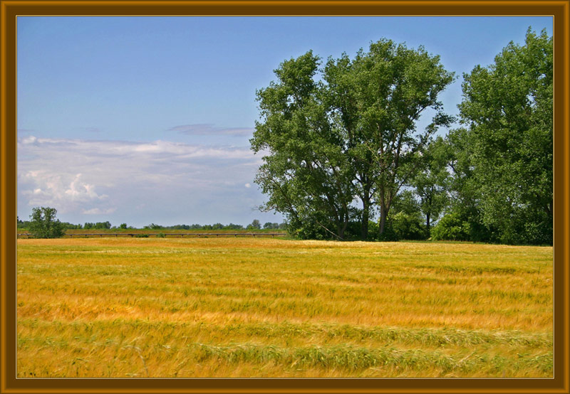 photo "plain" tags: landscape, summer